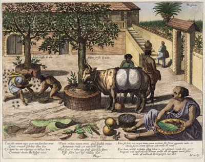 Indische Produkte, Illustration aus 